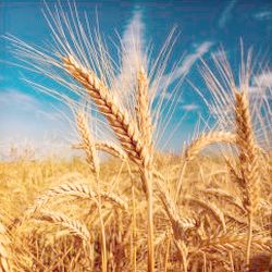 Why wheat is a problem with endometriosis