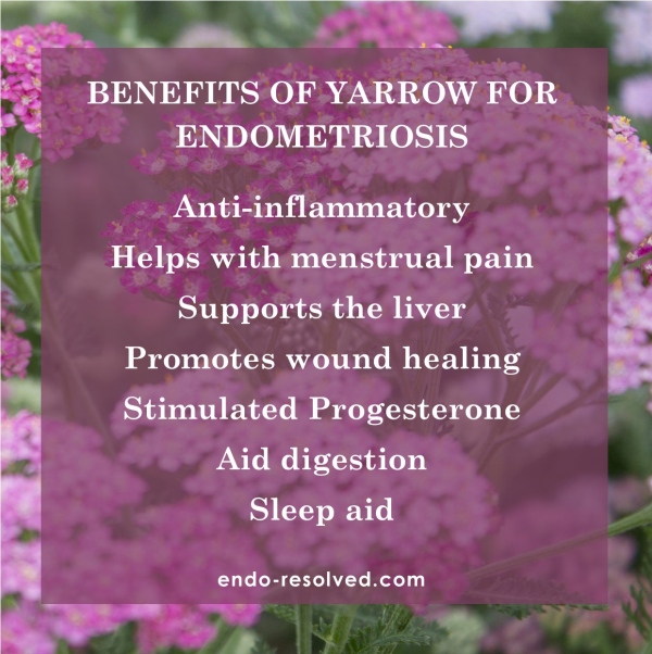 Benefits of yarrow for the symptoms of endometriosis